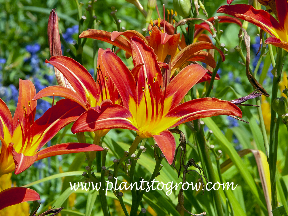 New Yorker Daylily (Hemerocallis)
40 inches, rebloom
red orange petals, yellow orange sepals
Polychrome bicolor
Stout , 1953